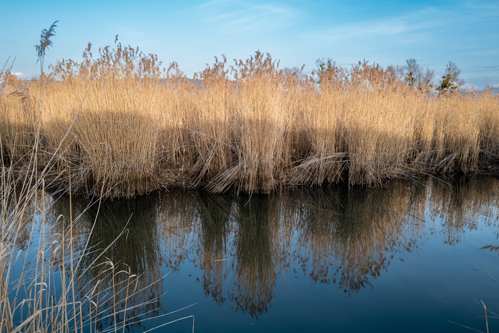 a body of water surrounded by tall dry grass