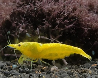 A bright yellow shrimp on a textured, dark substrate surrounded by aquatic plants with purple hues.