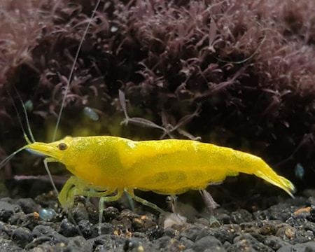 A bright yellow shrimp on a textured, dark substrate surrounded by aquatic plants with purple hues.