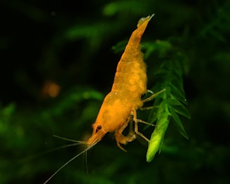 A close-up view of an orange shrimp perched on a vibrant green aquatic plant against a dark background.