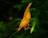 A close-up view of an orange shrimp perched on a vibrant green aquatic plant against a dark background.