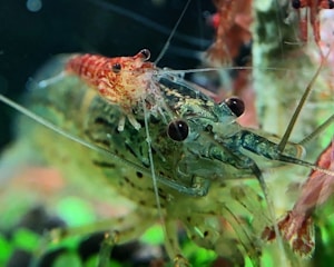 A close-up view of a vibrant shrimp with translucent skin, showcasing its intricate details and striking pattern. The background features a blurred aquatic environment enriched with hints of greens and deeper shades, adding depth to the scene.