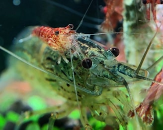 A close-up view of a vibrant shrimp with translucent skin, showcasing its intricate details and striking pattern. The background features a blurred aquatic environment enriched with hints of greens and deeper shades, adding depth to the scene.
