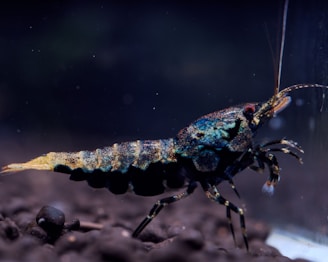 A close-up of a shrimp in a dimly lit aquatic environment, displaying a textured, colorful exoskeleton with shades of blue, gold, and black. Its elongated antennae extend outward, and it rests on a bed of dark stones.