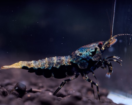 A close-up of a shrimp in a dimly lit aquatic environment, displaying a textured, colorful exoskeleton with shades of blue, gold, and black. Its elongated antennae extend outward, and it rests on a bed of dark stones.