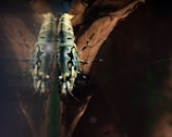 Two green insects with intricate black patterns on their bodies are positioned on a brown withered leaf. Their antennae and legs are distinctly visible, and the insects face each other, creating a mirror-like effect.