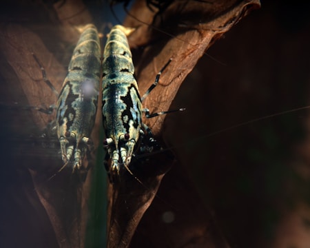 Two green insects with intricate black patterns on their bodies are positioned on a brown withered leaf. Their antennae and legs are distinctly visible, and the insects face each other, creating a mirror-like effect.