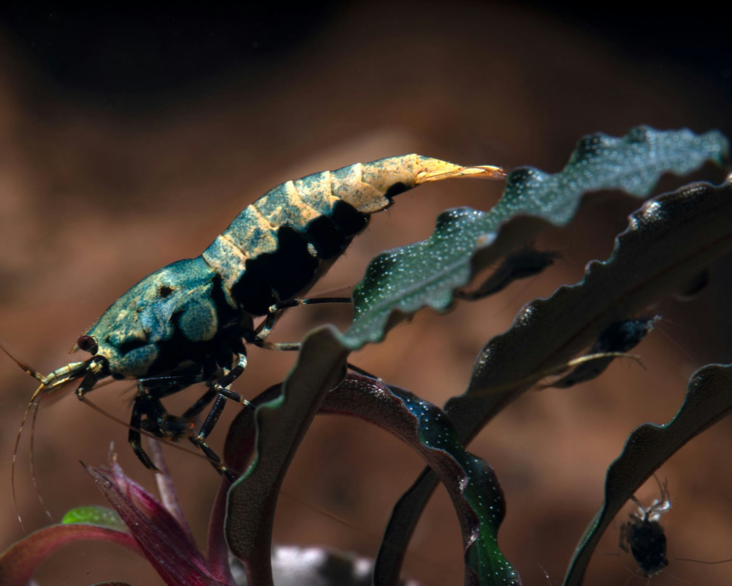 Vibrant Red Cherry Shrimp