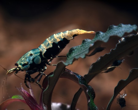 A close-up view of a beautifully colored shrimp with a patterned body perched on aquatic plants. Its vibrant hues contrast with the dark background, highlighting its intricate details.