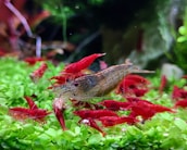 A vibrant underwater scene featuring several bright red shrimp and a larger shrimp or crayfish with a camouflage pattern on its body. They are situated on a lush green aquatic plant backdrop, with some dark aquatic plants in the background adding depth to the scene.