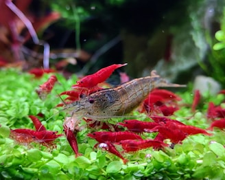 A vibrant underwater scene featuring several bright red shrimp and a larger shrimp or crayfish with a camouflage pattern on its body. They are situated on a lush green aquatic plant backdrop, with some dark aquatic plants in the background adding depth to the scene.