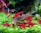 A vibrant aquarium scene featuring bright green aquatic plants and lively shrimp crawling on leaves.