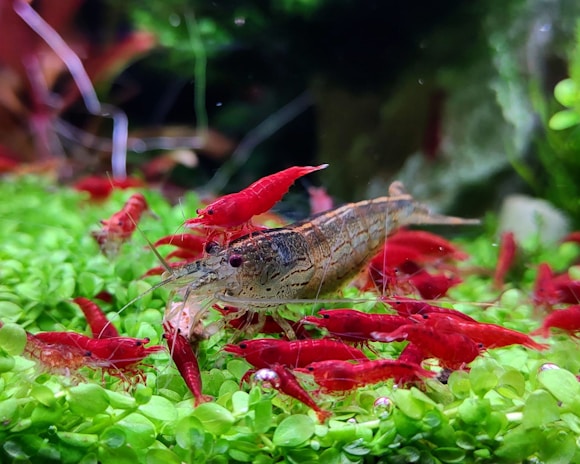 A vibrant underwater scene featuring several bright red shrimp and a larger shrimp or crayfish with a camouflage pattern on its body. They are situated on a lush green aquatic plant backdrop, with some dark aquatic plants in the background adding depth to the scene.
