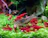 A colorful aquarium featuring healthy shrimp crawling on bright green aquatic plants.