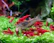 A colorful aquarium featuring healthy shrimp crawling on bright green aquatic plants.