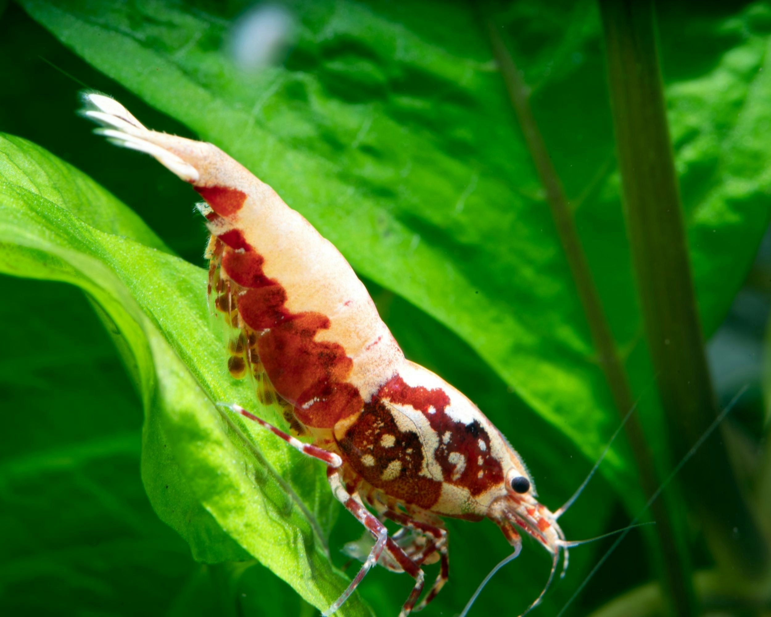 Cherry Red Neocaridina