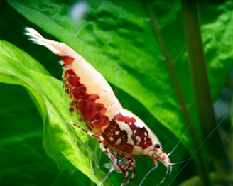 A small, vibrant shrimp with a red and white speckled pattern on its shell is perched on a bright green aquatic leaf. The shrimp's delicate legs and antennae are visible against the lush foliage.