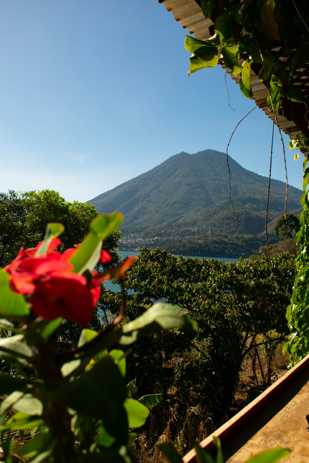 a view of a mountain with a red flower in the foreground