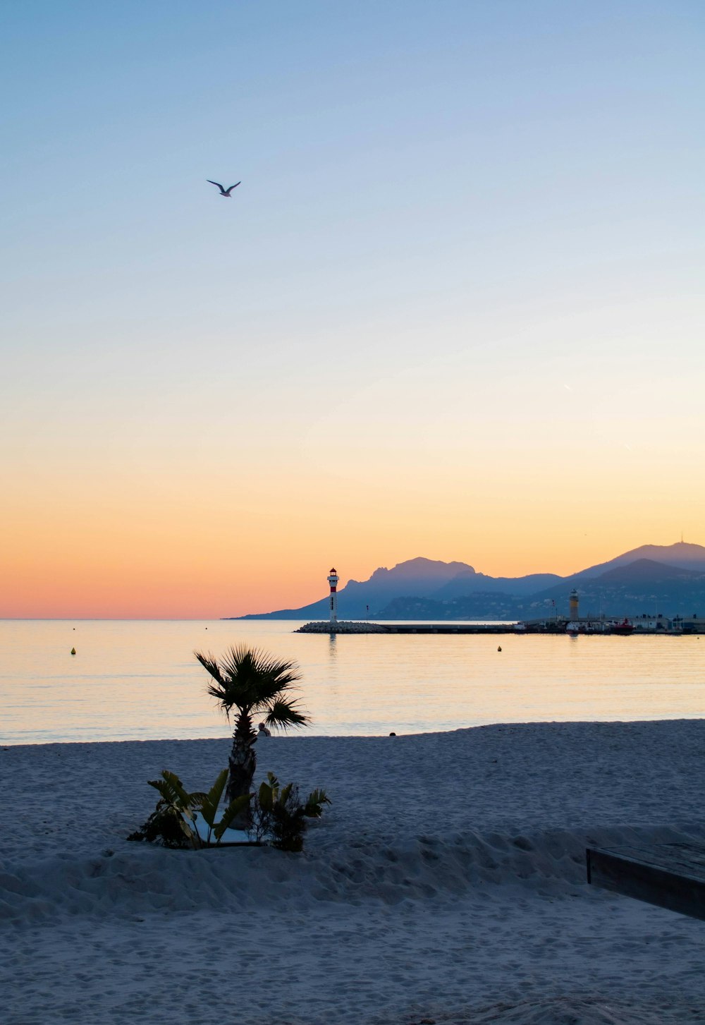 a palm tree on a beach at sunset