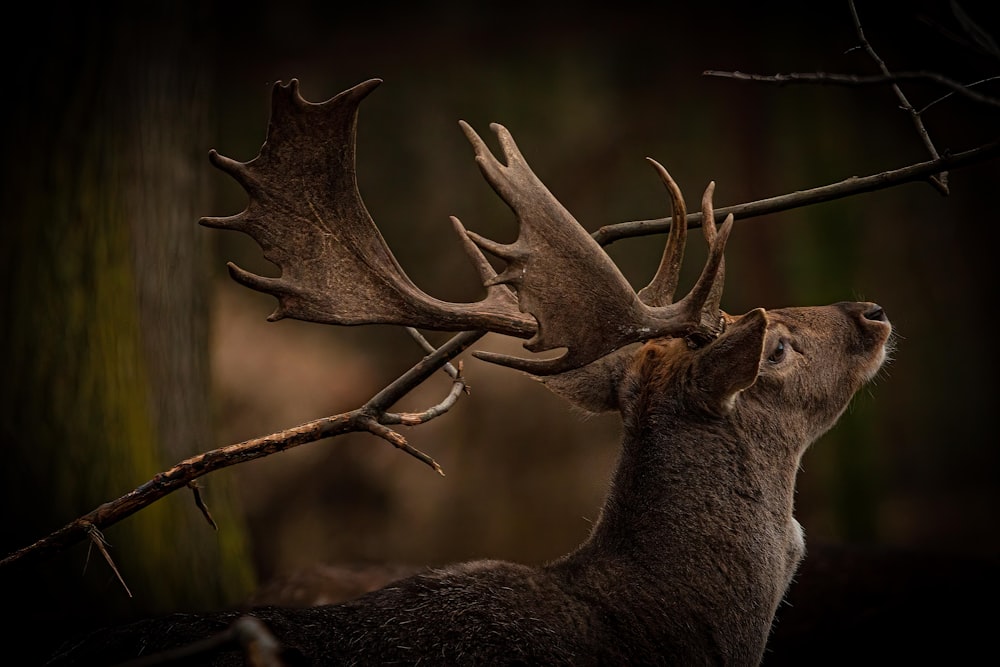 a couple of deer standing next to each other