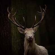 A majestic deer standing quietly in a dense forest with dappled light.