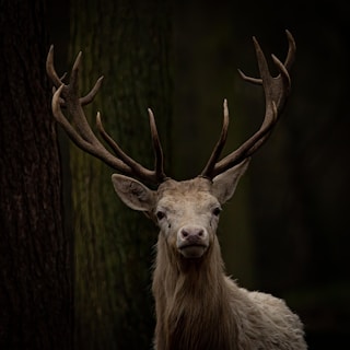 A majestic deer standing quietly in a dense forest with dappled light.