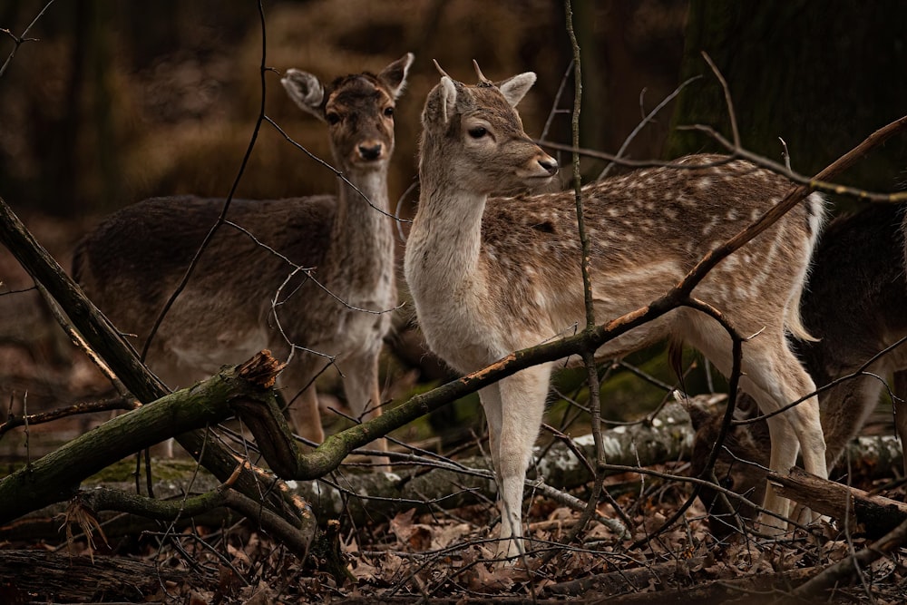 a group of deer standing next to each other on a forest floor