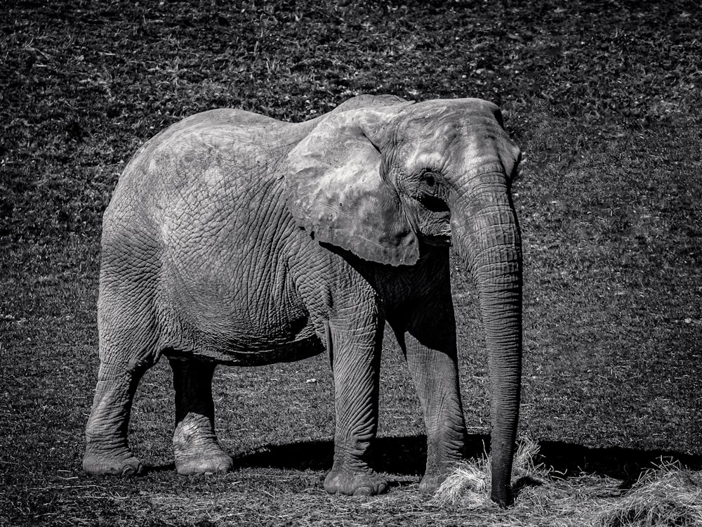 a black and white photo of an elephant