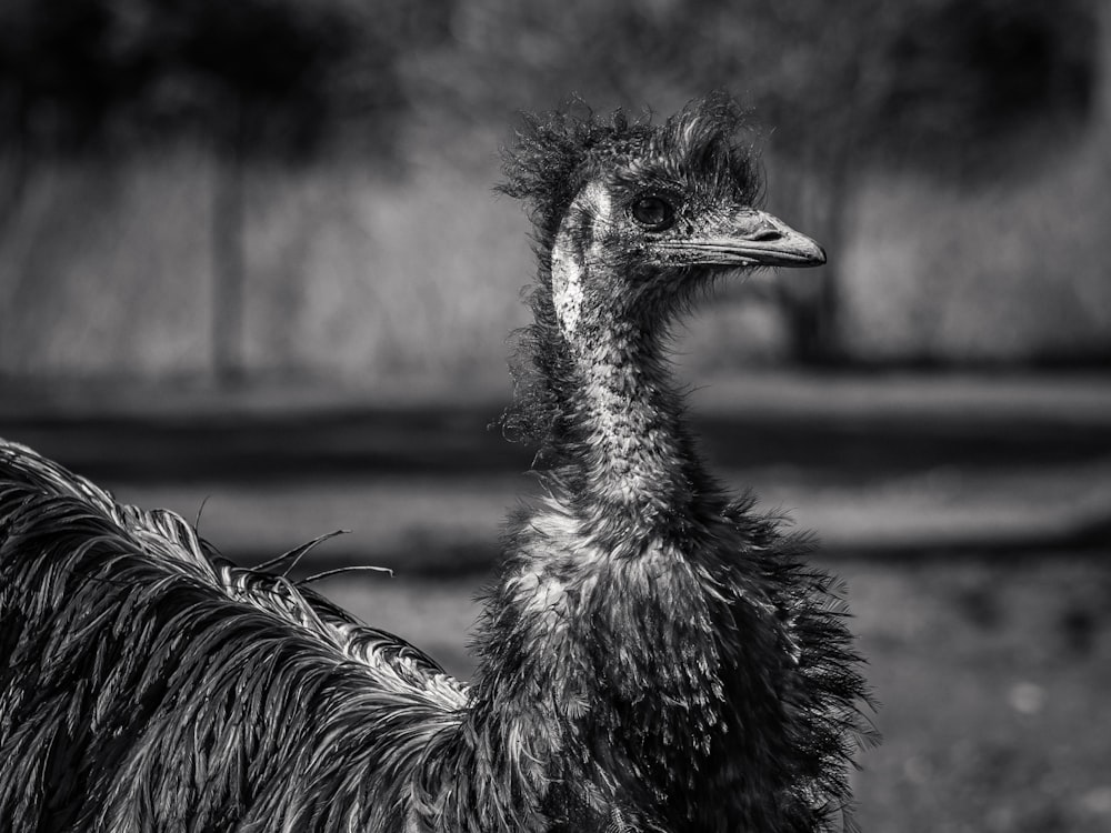 a black and white photo of an ostrich