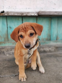 A small, brown puppy with floppy ears and a chain leash sits on a concrete surface against a weathered teal wooden wall.