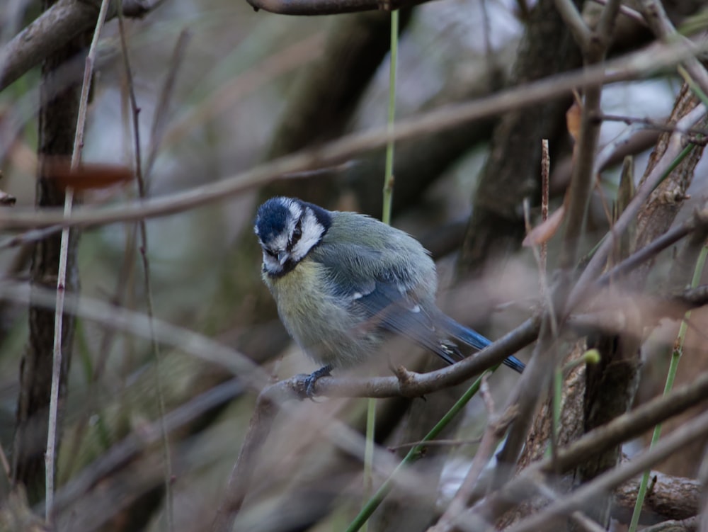 a small blue bird perched on a tree branch