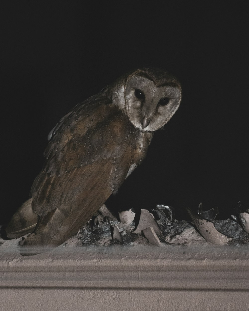 an owl is sitting on a ledge at night