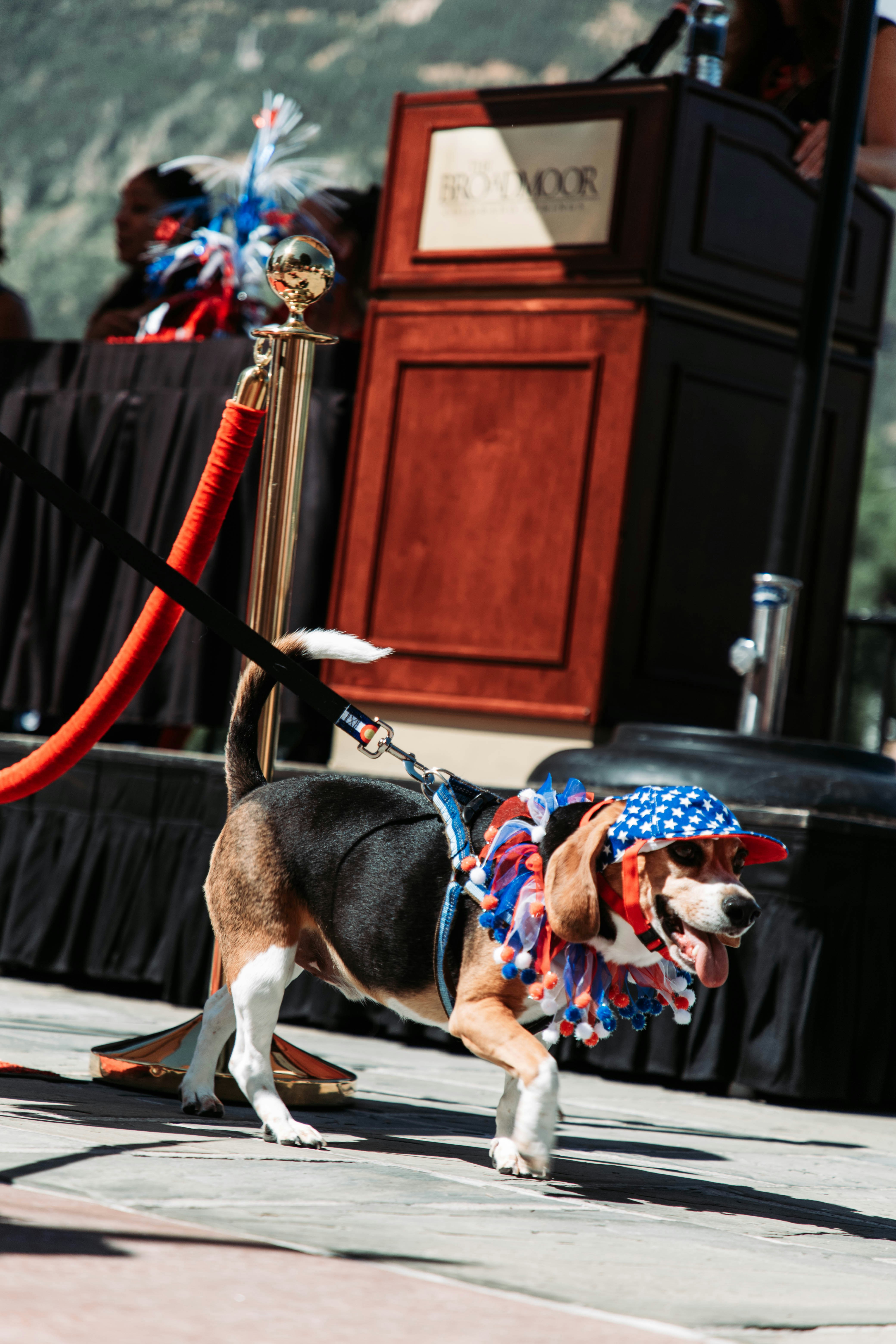 a beagle dog wearing a patriotic bandana walking on a leash