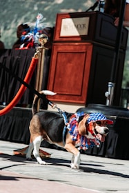 A beagle wearing a red, white, and blue decorative hat and collar walks on a leash near a podium with a red rope barrier. The background includes people with red and blue decorations.
