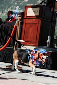 A beagle wearing a red, white, and blue decorative hat and collar walks on a leash near a podium with a red rope barrier. The background includes people with red and blue decorations.