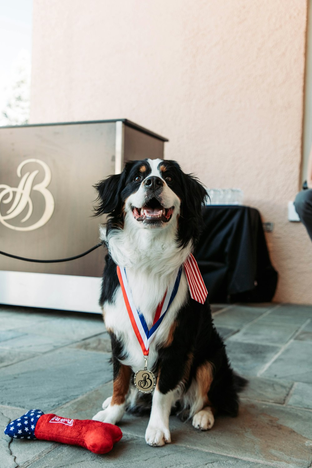 Un cane seduto a terra con una medaglia al collo foto – Stati uniti  d'america Immagine gratuita su Unsplash