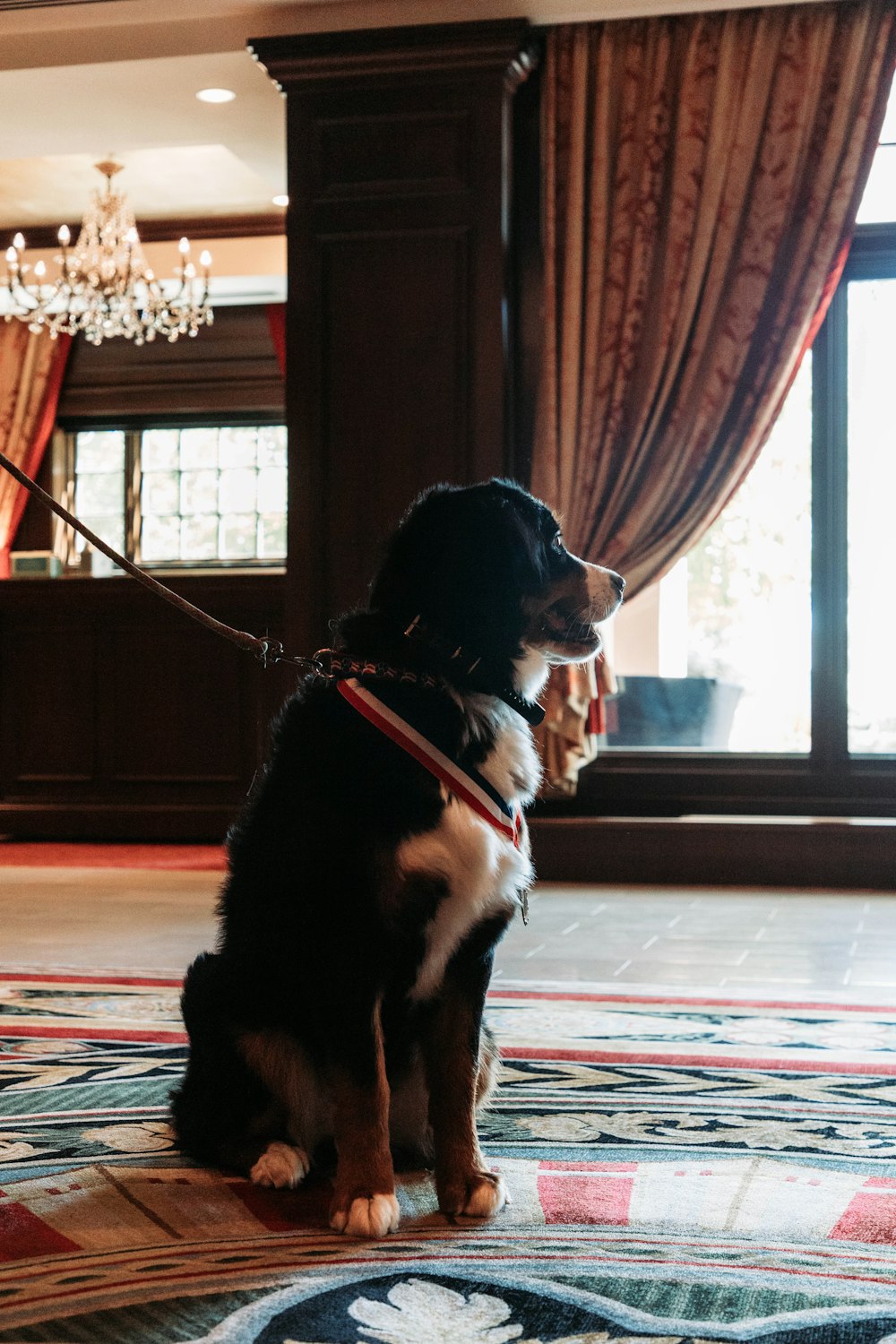 a black and white dog sitting on top of a rug