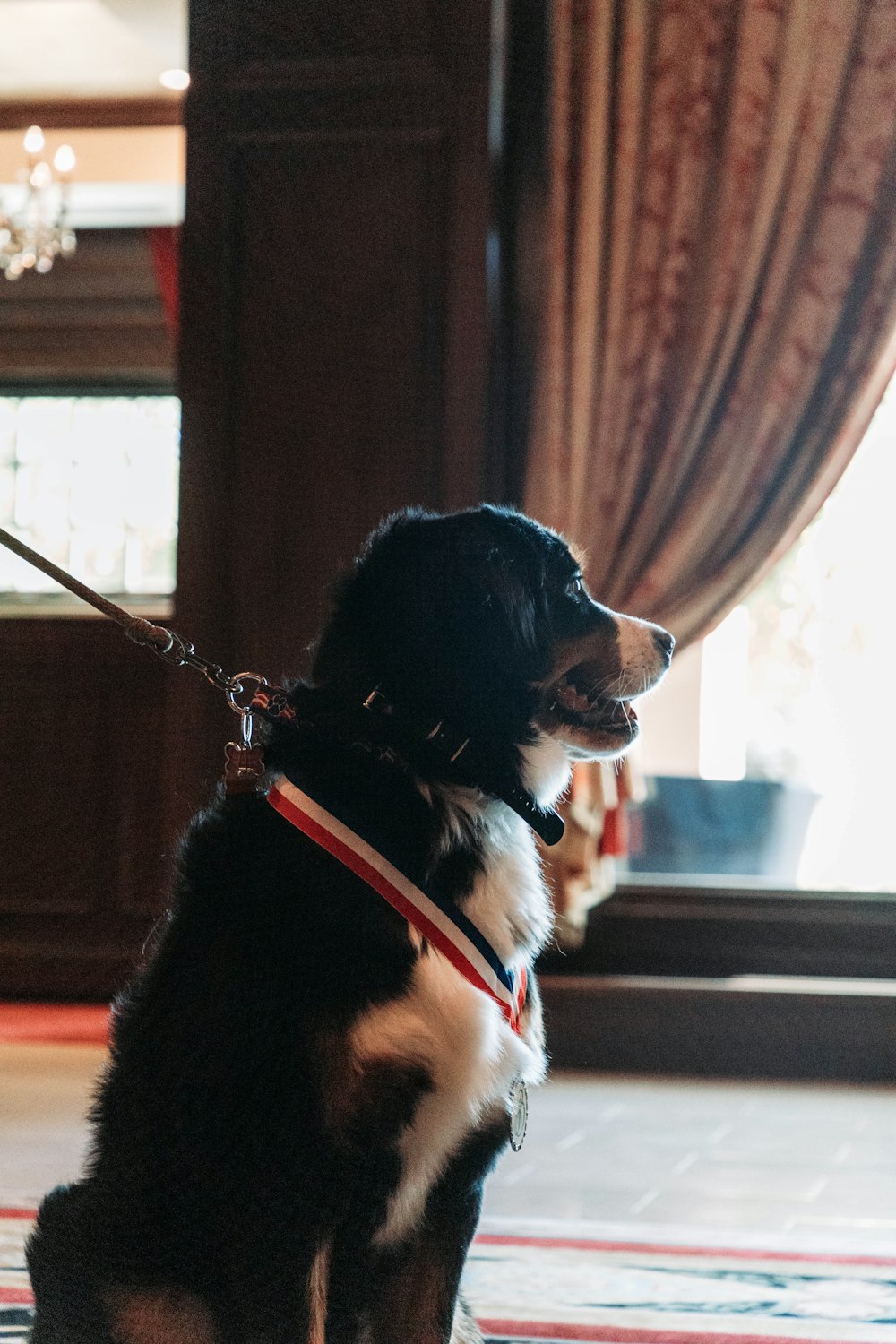 a black and white dog sitting on top of a rug