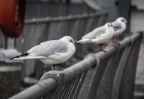 a group of seagulls sitting on top of a metal bench