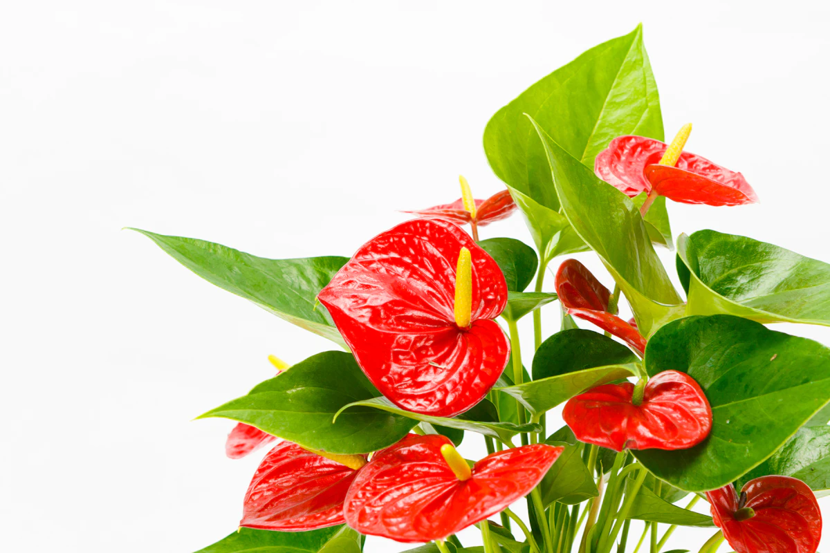 Anthurium Flamingo Flower India — 3 Month Lasting Flower Guide