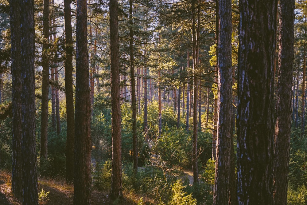 a forest filled with lots of tall trees