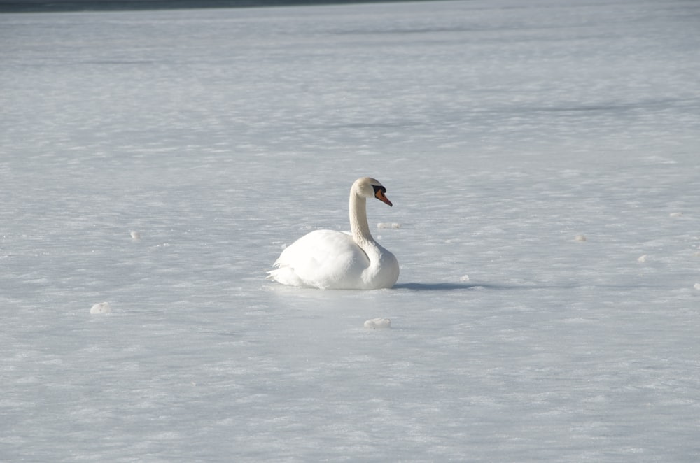 a white swan sitting on top of a snow covered field