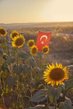 A field of tall sunflowers with vibrant yellow petals is shown in the foreground, with a red flag displaying a white star and crescent symbol in the middle background. The setting sun casts a warm golden light over the landscape, enhancing the colors of the flowers and creating long shadows. Beyond the sunflowers and flag, a wire fence can be seen, and the background fades into a hazy, expansive rural landscape.