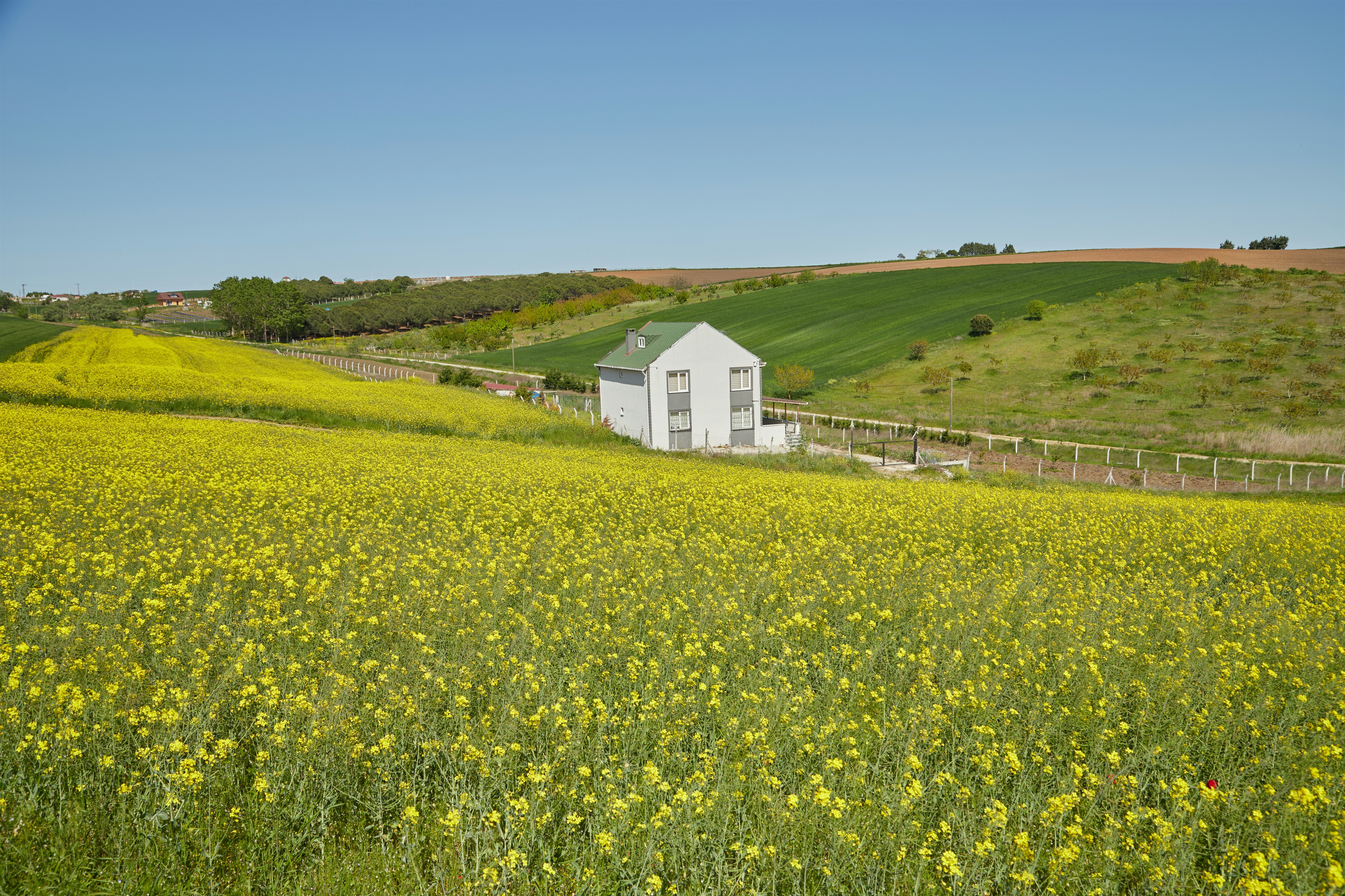 House on the Hill (Yellow Flower) 80 House on the Hill (Yellow