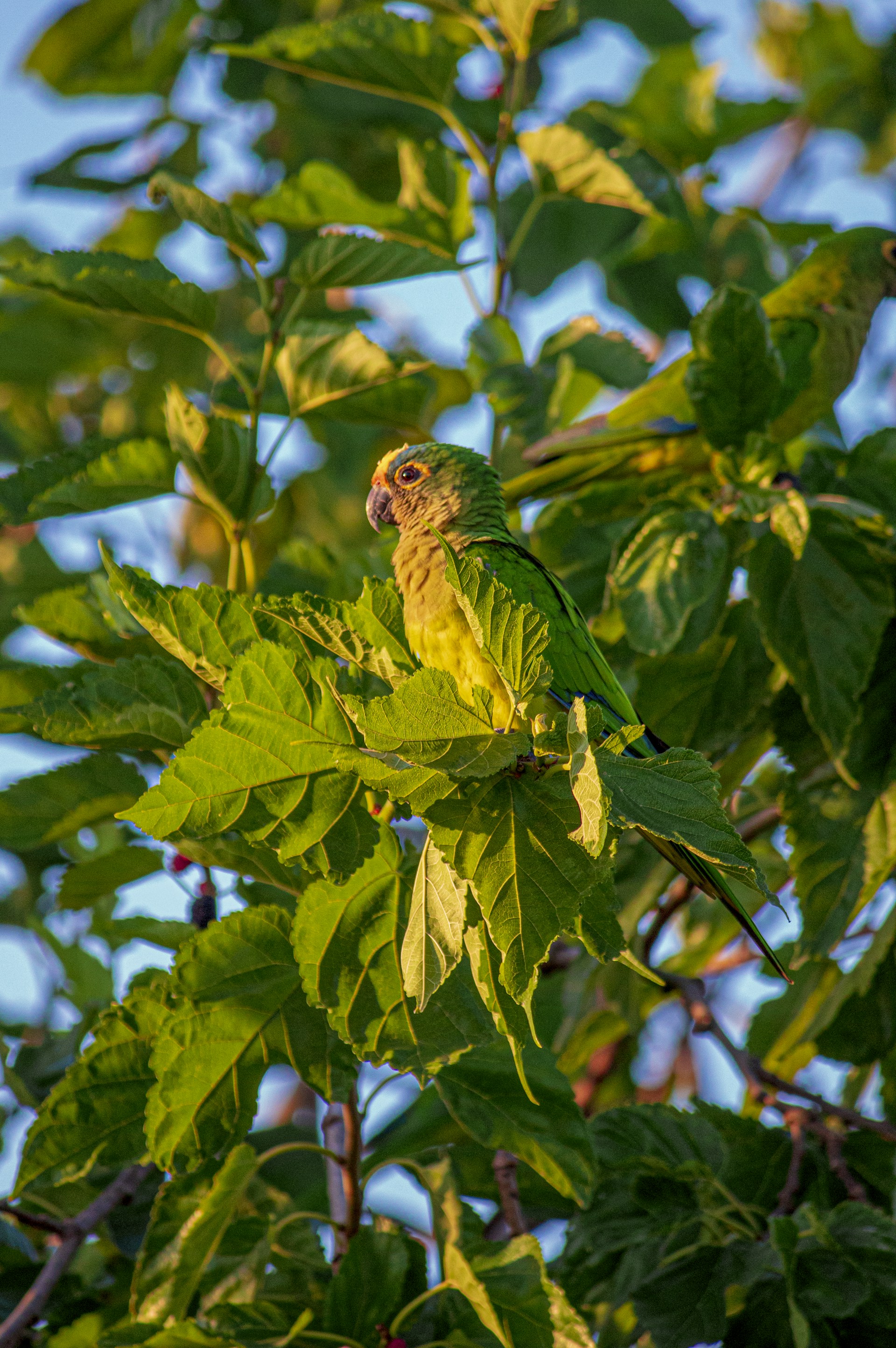 a green bird perched on top of a leafy tree
