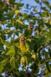a couple of birds sitting on top of a tree branch