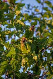 a couple of birds sitting on top of a tree branch
