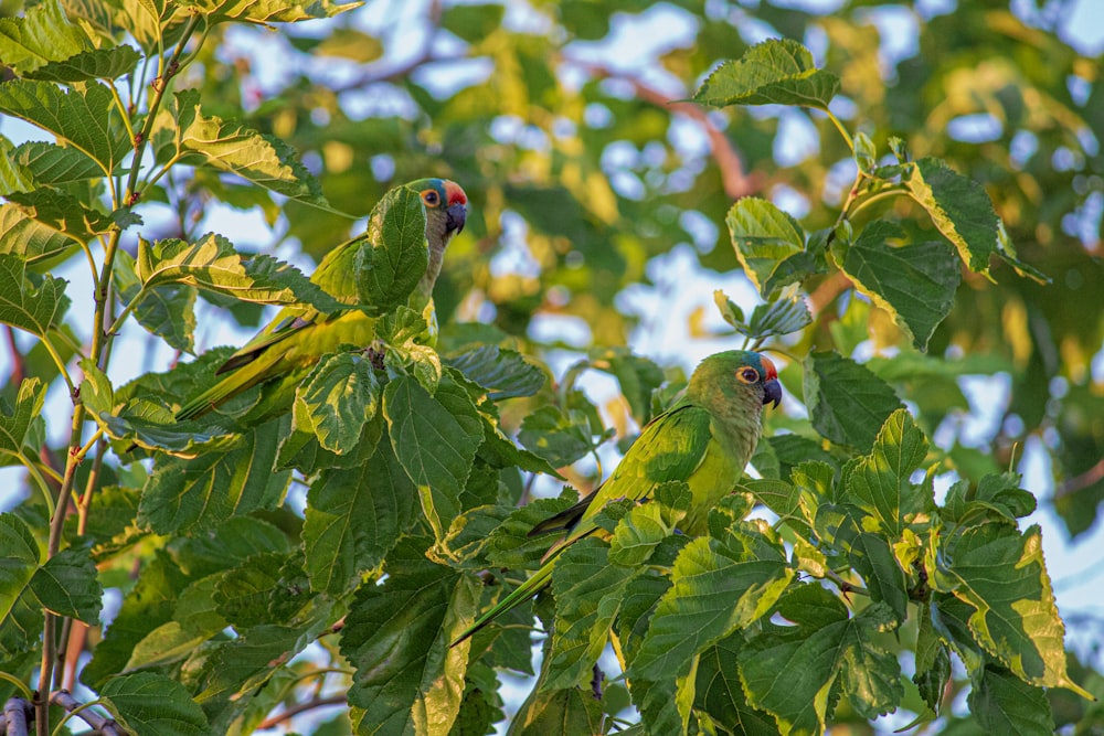 two green birds perched on top of a tree branch