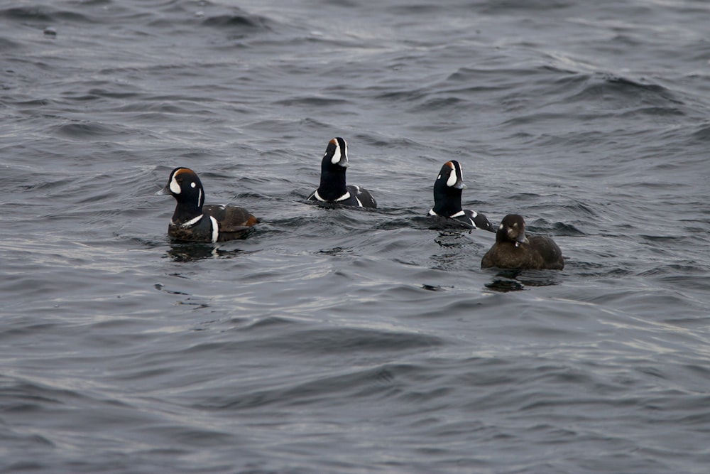 Un groupe de canards flottant au-dessus d’un plan d’eau