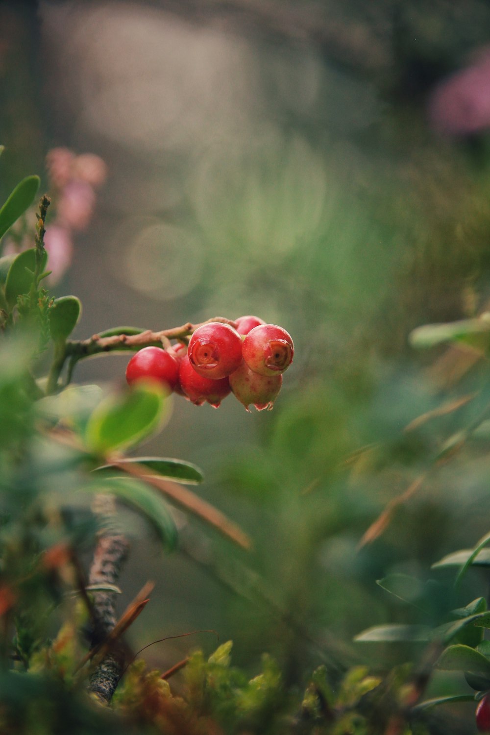 a bunch of berries that are on a tree